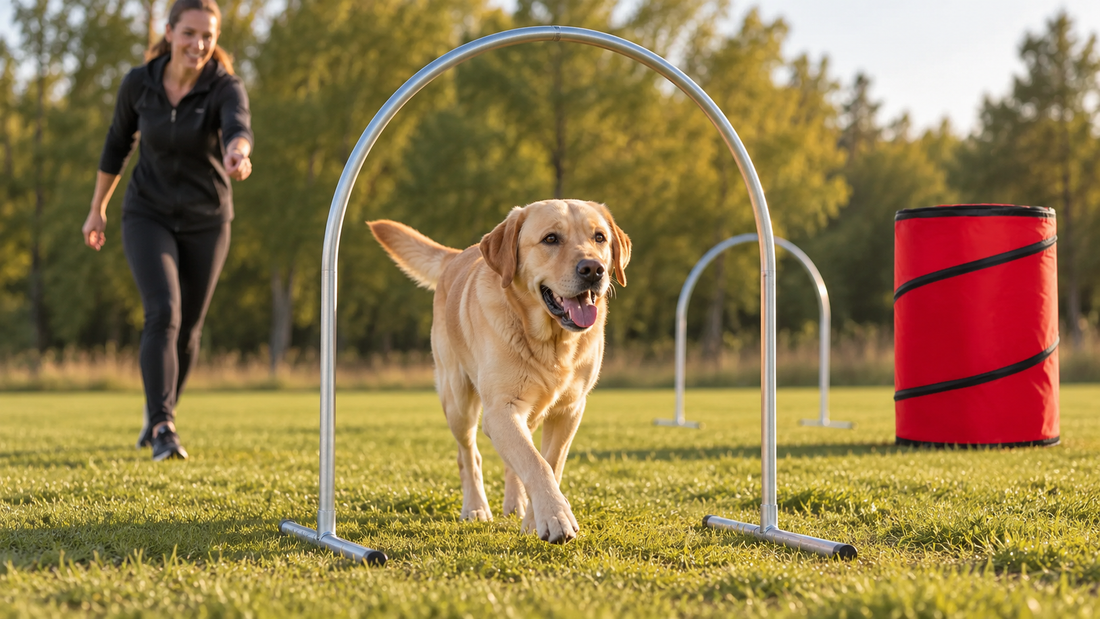 Hoopers für Anfänger: Was ist Hoopers und wie startest du mit deinem Hund?